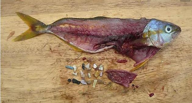 震驚！首次確認(rèn)：人體已被微塑料污染！